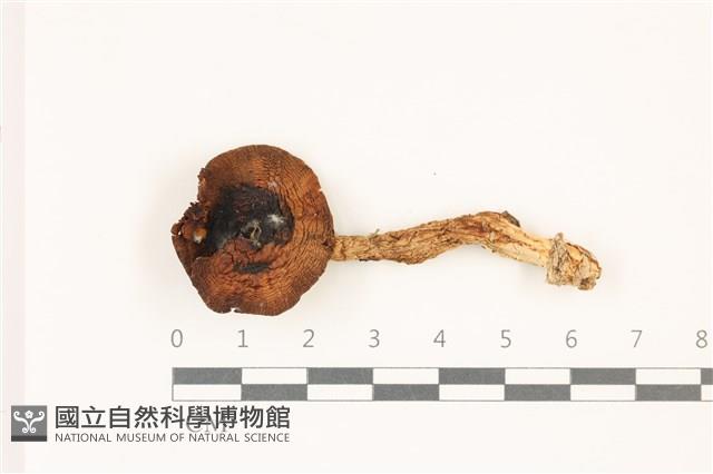 登錄號:F0037472藏品圖，第1張