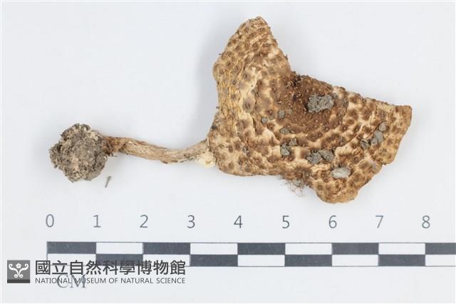 登錄號:F0038772藏品圖，第1張