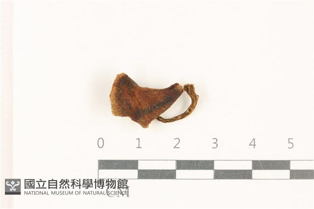 登錄號:F0037772藏品圖，第1張