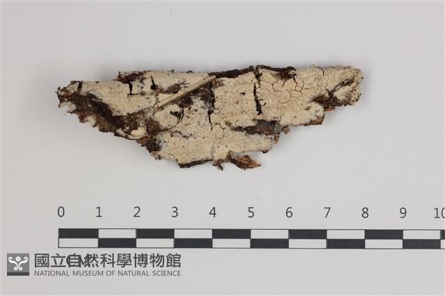 登錄號:F0035772藏品圖，第1張