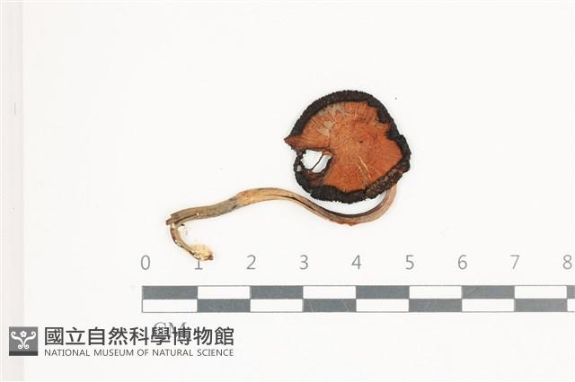 館號:F0036572藏品圖，第1張