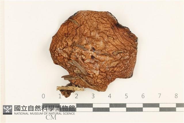 登錄號:F0037572藏品圖，第1張
