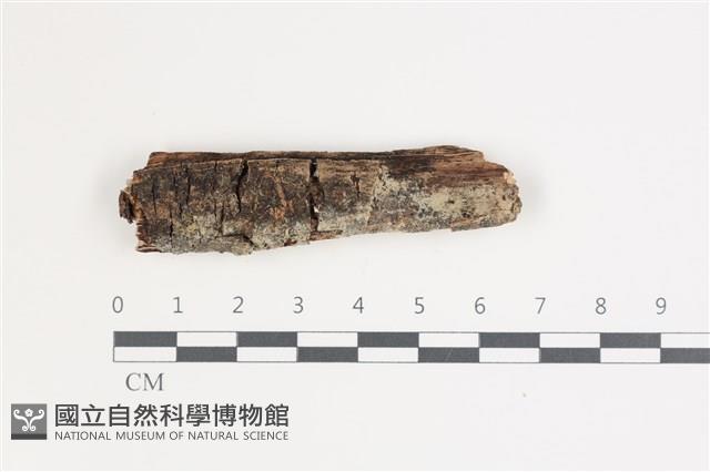 登錄號:F0035572藏品圖，第1張