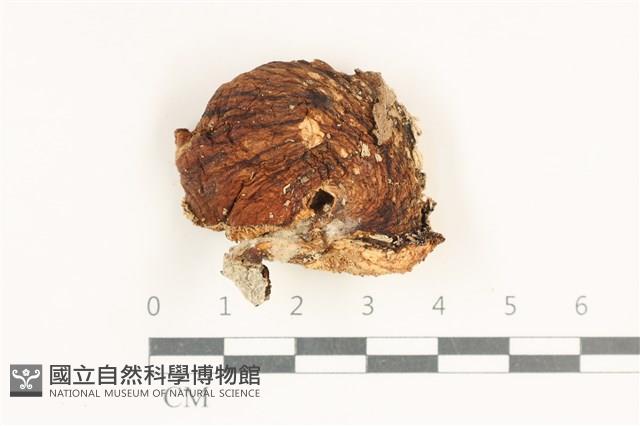 多孔菌屬藏品圖，第1張
