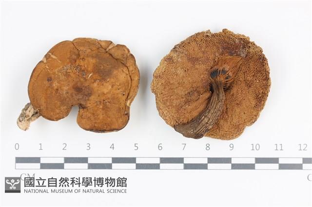 登錄號:F0036172藏品圖，第1張