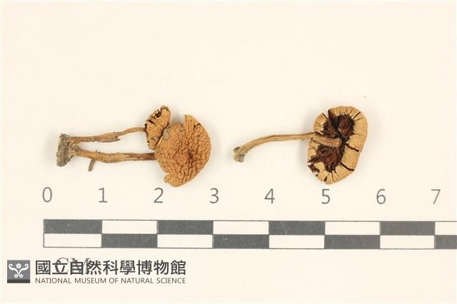 登錄號:F0037172藏品圖，第1張