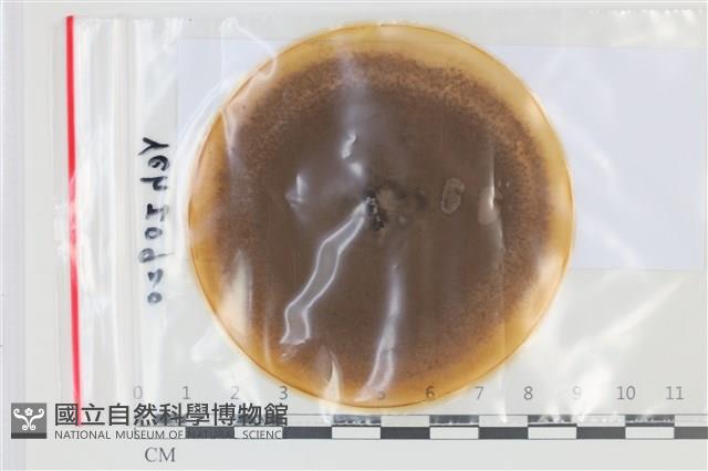 登錄號:F0035172藏品圖，第1張