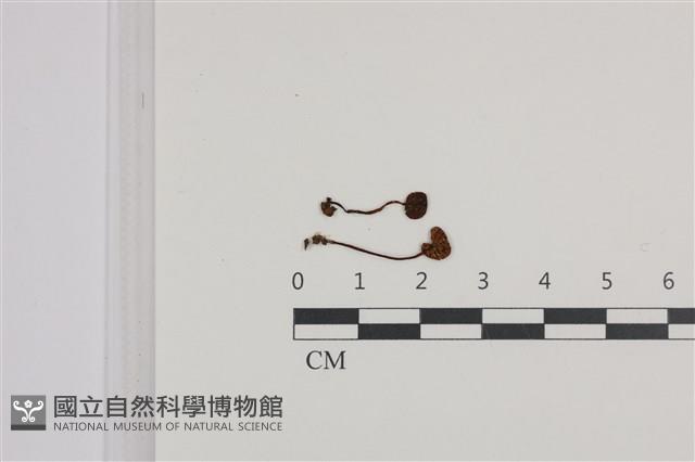 登錄號:F0036072藏品圖，第1張