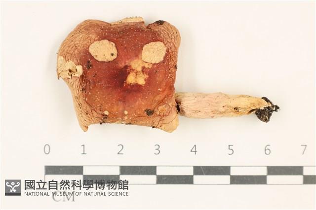 登錄號:F0037072藏品圖，第1張