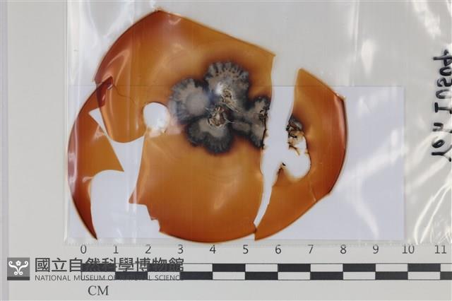 登錄號:F0035072藏品圖，第1張