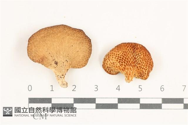 多孔菌屬藏品圖，第1張