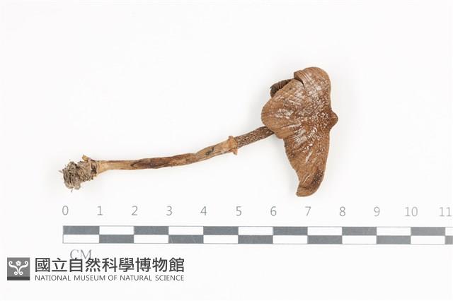 登錄號:F0036372藏品圖，第1張