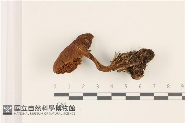 登錄號:F0037372藏品圖，第1張