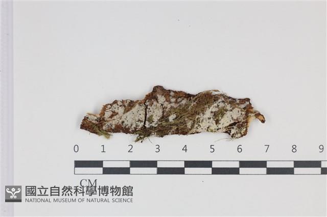 登錄號:F0035372藏品圖，第1張