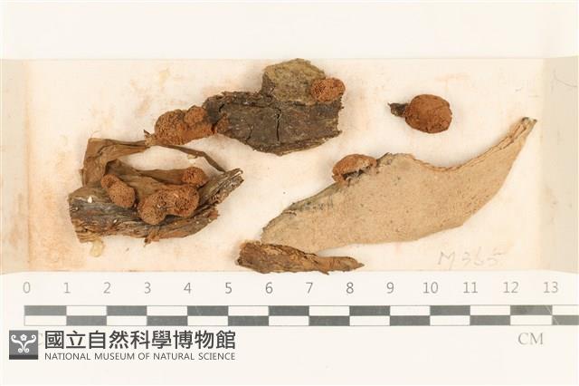 登錄號:F0018267藏品圖，第1張