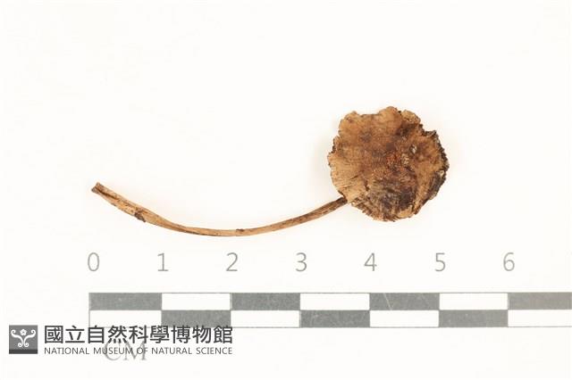 登錄號:F0037267藏品圖，第1張
