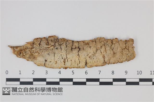 登錄號:F0035267藏品圖，第1張