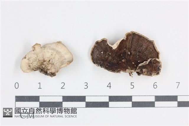 多孔菌屬藏品圖，第1張