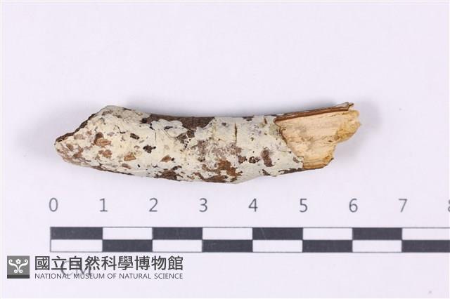 登錄號:F0024867藏品圖，第1張