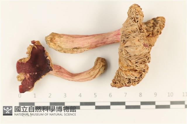 登錄號:F0037867藏品圖，第1張