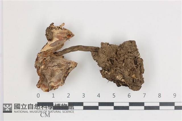 登錄號:F0035867藏品圖，第1張