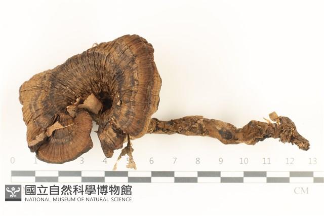 登錄號:F0036967藏品圖，第1張