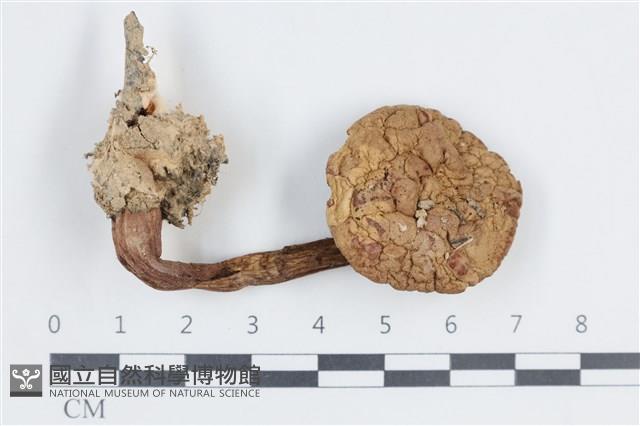 登錄號:F0038667藏品圖，第1張