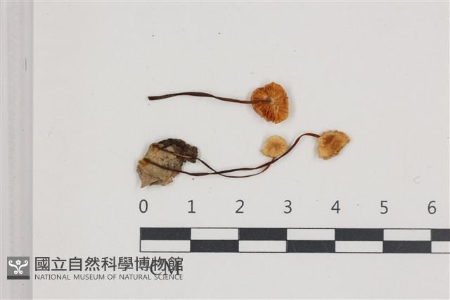 小皮傘屬藏品圖，第1張