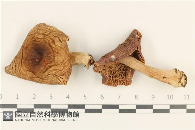 紅菇屬藏品圖，第1張