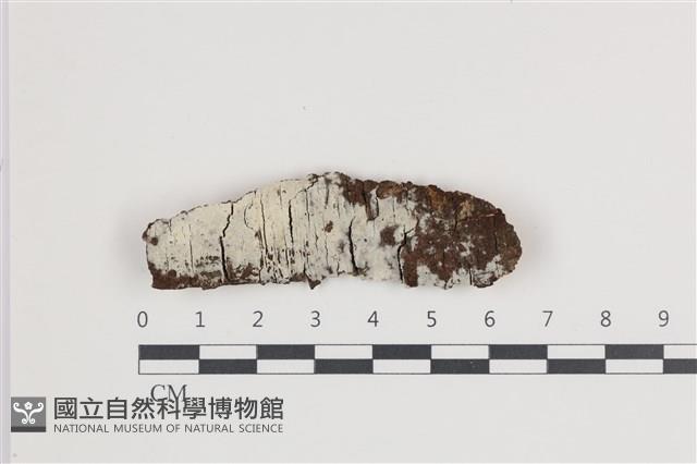 登錄號:F0035667藏品圖，第1張
