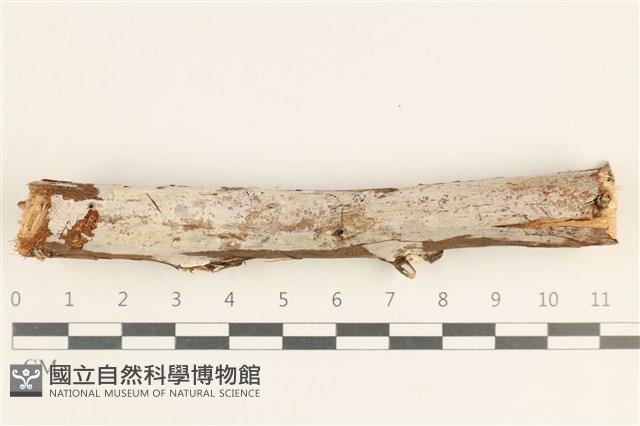 登錄號:F0038467藏品圖，第1張