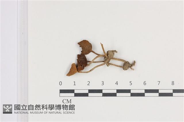 登錄號:F0036467藏品圖，第1張