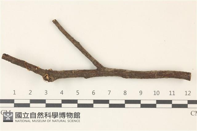 登錄號:F0037467藏品圖，第1張