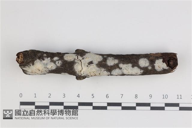 登錄號:F0035467藏品圖，第1張