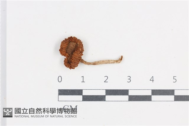 登錄號:F0038767藏品圖，第1張