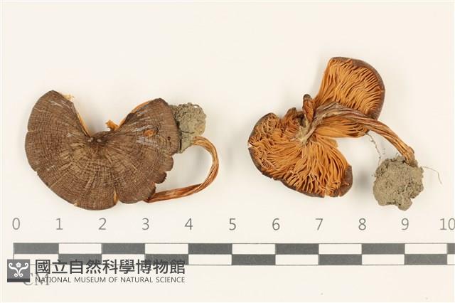 登錄號:F0036767藏品圖，第1張