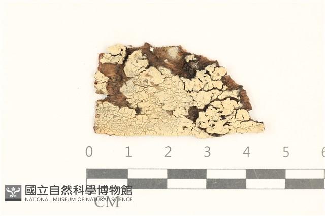 登錄號:F0017767藏品圖，第1張
