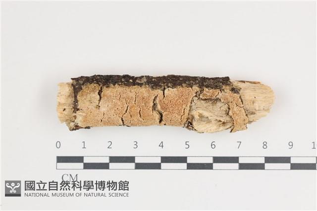 登錄號:F0035767藏品圖，第1張