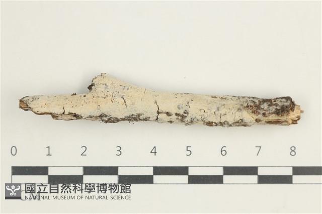 登錄號:F0038567藏品圖，第1張