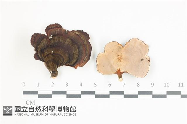 雲芝藏品圖，第1張