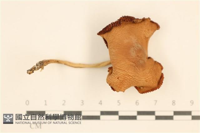 登錄號:F0037567藏品圖，第1張