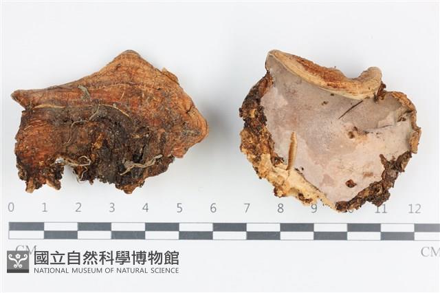 登錄號:F0036167藏品圖，第1張