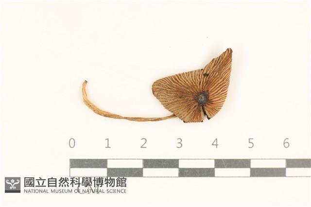 登錄號:F0037167藏品圖，第1張