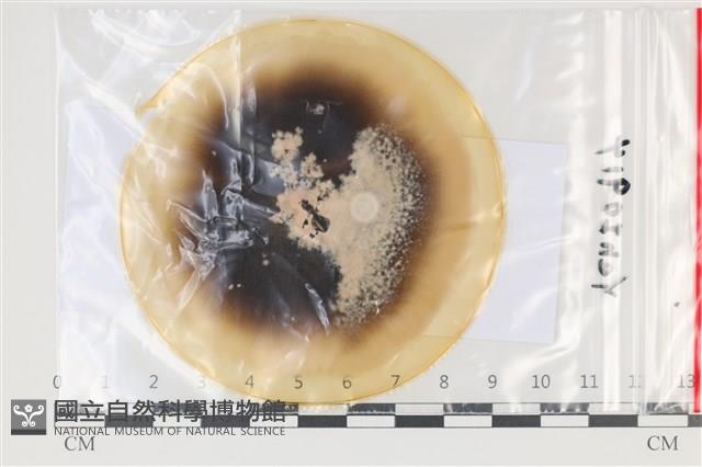 登錄號:F0035167藏品圖，第1張