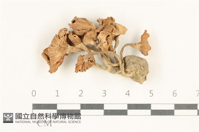 登錄號:F0038067藏品圖，第1張