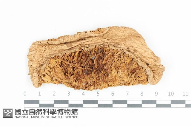 高大環柄菇藏品圖，第1張