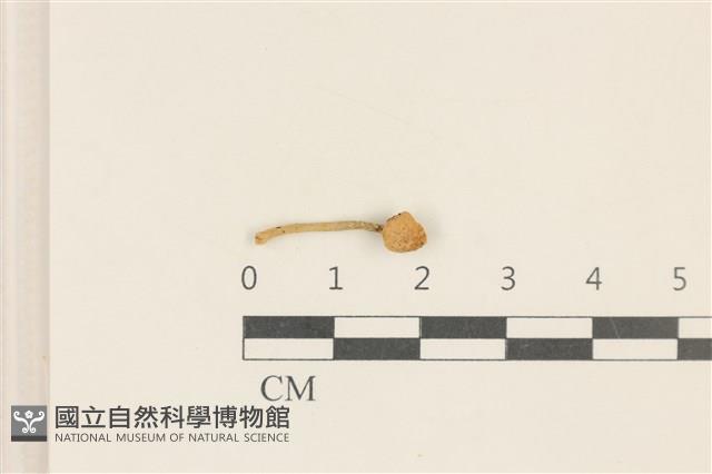 登錄號:F0037067藏品圖，第1張