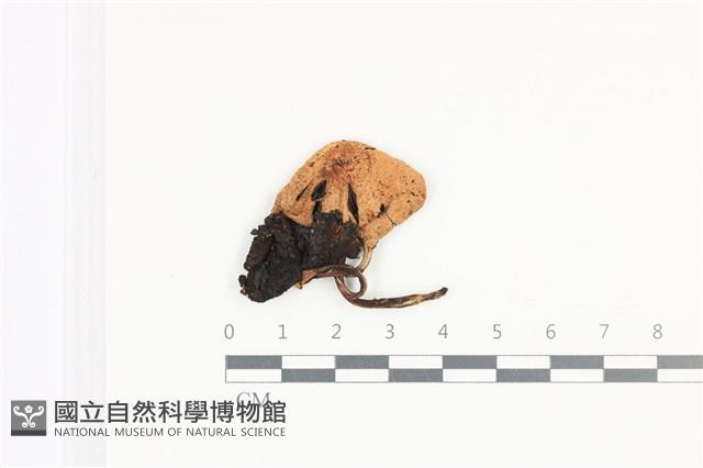 鬼傘屬藏品圖，第1張