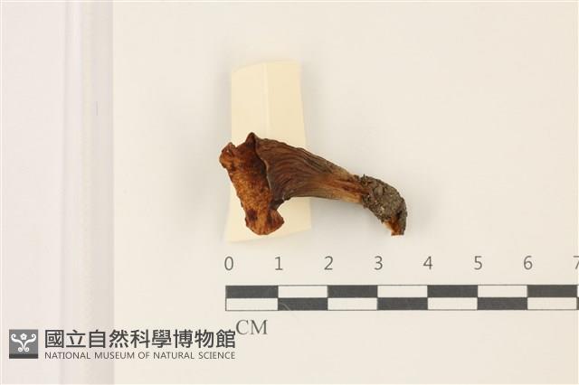 登錄號:F0037367藏品圖，第1張