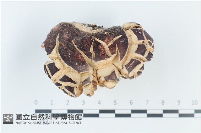 登錄號:F0039367藏品圖，第1張
